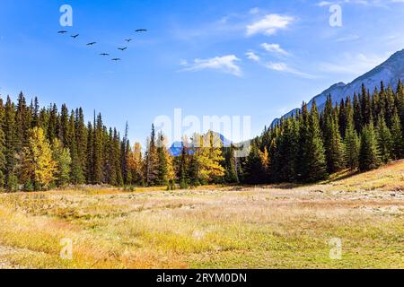 Stormo di uccelli migratori Foto Stock