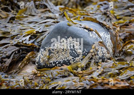 Grappolo di barnaccoli attaccati a una roccia nera circondata da alghe marine Foto Stock