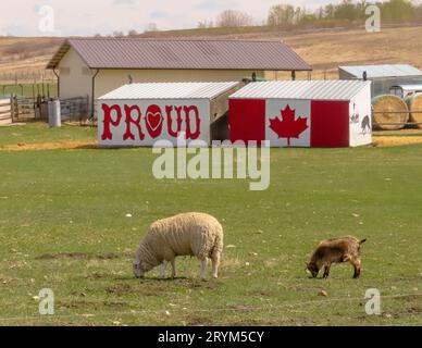 Okotoks, Alberta, Canada. 7 maggio 2023. Un paio di Sheeps Eating Grass con un cartello che fiorisce e una bandiera del Canada. Concep Foto Stock
