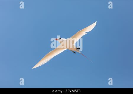 Il Tropicbird dalla coda rossa, Phaethon rubricauda, Nosy VE. Fauna selvatica del Madagascar Foto Stock