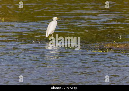 Primo piano di Snowy egret in Oklahoma Foto Stock