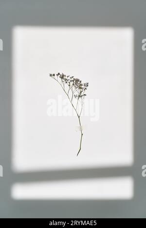 Un ramoscello su sfondo bianco nei raggi del sole. Splendido sfondo astratto. Foto Stock