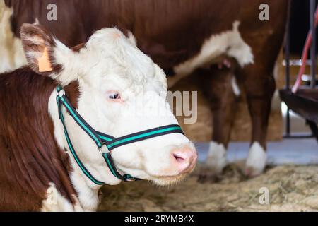 Ritratto di mucca marrone bianca di razza con ciglia bianche. Agricoltura moderna Foto Stock