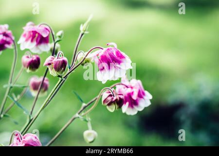 Fiori rosa Aquilegia che fioriscono nel letto di fiori. Colori vivaci e brillanti. Contesto naturale. Sfondo estivo Foto Stock