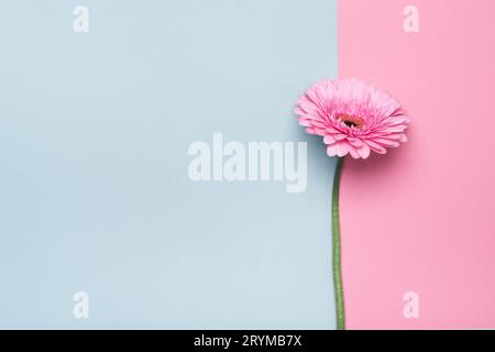 Elegante fiore gerbera su sfondo geometrico minimale. Buona festa della mamma o biglietto d'auguri di compleanno Foto Stock