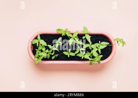Giovani pianta di Cannabis in pentola. Coltivazione domestica in una marijuana interna per scopi medici Foto Stock