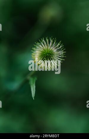 Un primo piano di Geum aleppicum in uno sfondo naturale. Foto Stock