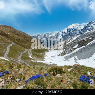 In estate il Passo dello Stelvio (Italia) e fiori di colore blu nella parte anteriore. Foto Stock