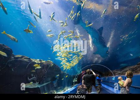 La giovane famiglia si gode di una vista mozzafiato sottomarina dal tunnel presso l'acquario della Georgia di uno squalo balena, uno squalo zebra, razze e pesce maiale. (USA) Foto Stock