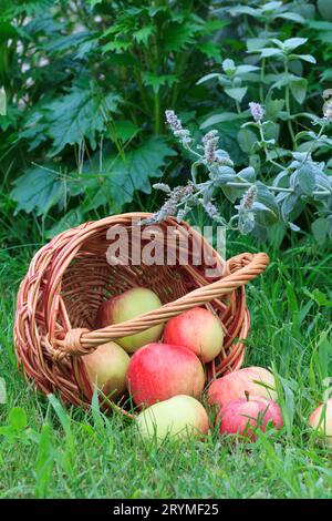 Ho appena raccolto le mele nel cesto di vimini e sull'erba da giardino. Foto Stock