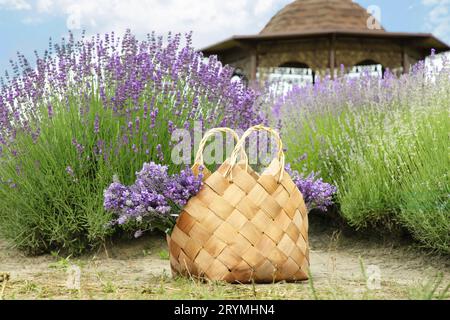 Borsa in vimini con splendidi fiori di lavanda vicino ai cespugli all'aperto Foto Stock