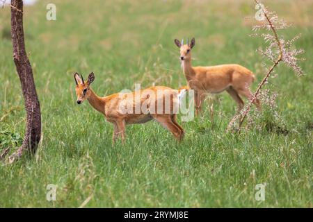 Graziosa Oribi endemica piccola antilope, Etiopia, fauna selvatica africana Foto Stock