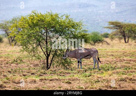 Orice dell'Africa orientale, Awash, fauna selvatica dell'Etiopia Foto Stock