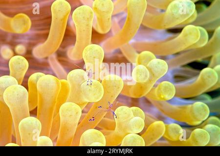 Un'immagine di un gambero più pulito Foto Stock