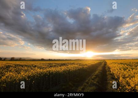 Strada sterrata attraverso il campo durante il tramonto Foto Stock