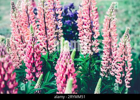 Fiori di lupino in fiore. Colori audaci e moody. Sfondo estivo naturale sfocato. Bella scena naturalistica Foto Stock