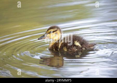 Un piccolo anatra che nuota in acqua calma. Foto Stock