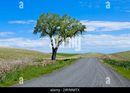 Lone Tree vicino a una strada ghiaiosa. Foto Stock