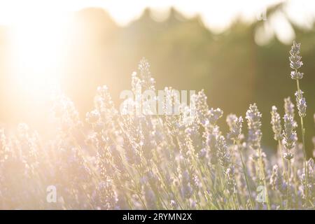 Campo di lavanda in estate con sole che splende da dietro Foto Stock