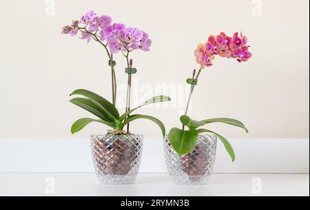 Fioritura di piccole orchidee phalaenopsis in vasi trasparenti Foto Stock