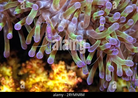 Un'immagine di un gambero più pulito Foto Stock