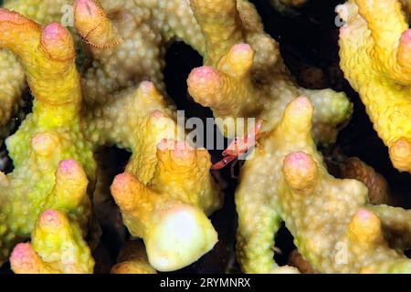 Un bel granchio corallino a gambe Foto Stock