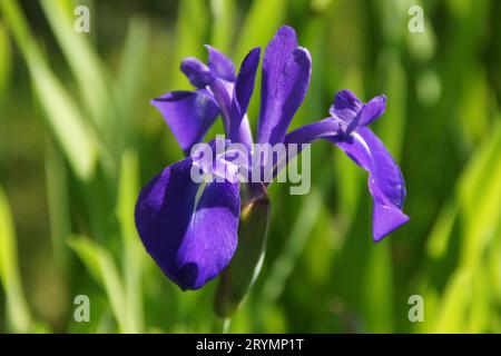 Iris laevigata, iris giapponesi Foto Stock