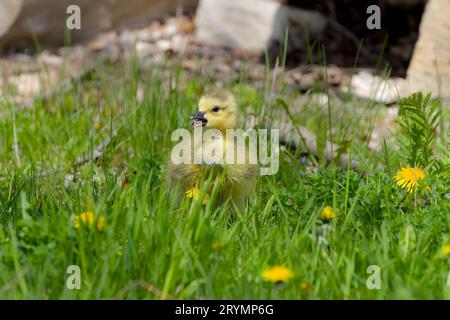 Oca canadese - gosling (Branta canadensis) Foto Stock