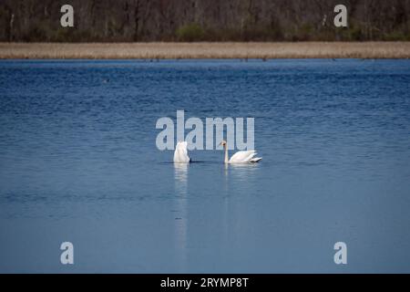 The Trumpeter swan (Cygnus buccinatore) Foto Stock