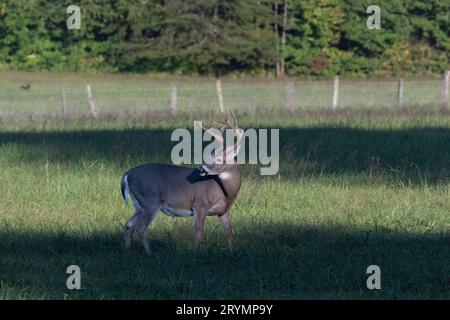 Grande cervo a coda bianca buck a 8 punte in un campo la sua testa girò mostrando la sua grande cresta di corna. Foto Stock
