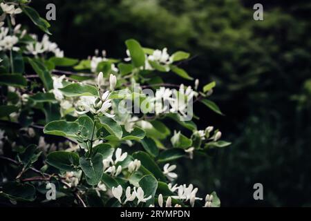 Bellissimo cespuglio di caprifoglio con fiori bianchi. Sfondo Surreal Dark Nature. Sfondo primaverile Foto Stock