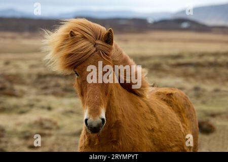 Un giovane cavallo islandese, (Equus ferus caballus), Islanda, Europa Foto Stock