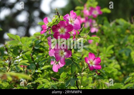 Rosa pendulina, rosa alpina Foto Stock