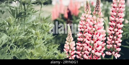 Bellissimi fiori di lupino. Colori audaci e moody. Sfondo estivo in fiore, formato banner Foto Stock