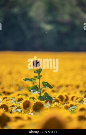 Un bellissimo campo di girasoli in Ungheria sul lago Balaton. Grande pianta in piena fioritura Foto Stock