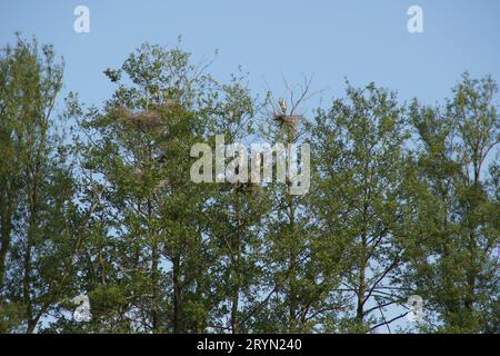 Ardea cinerea, airone grigio, colonia Foto Stock