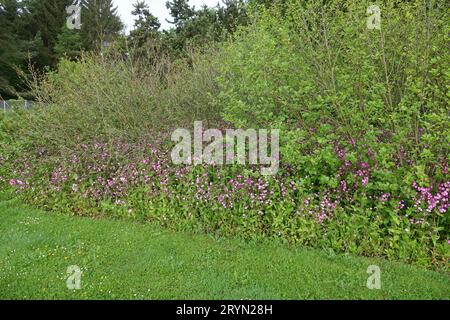 Silene dioica, rosso campion Foto Stock
