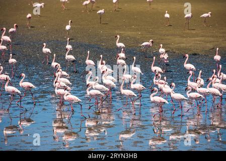 Stormo di fenicotteri a Walvis Bay, Namibia Foto Stock