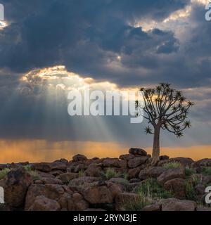 La faretra albero o aloe dichotoma, Keetmanshoop, Namibia Foto Stock