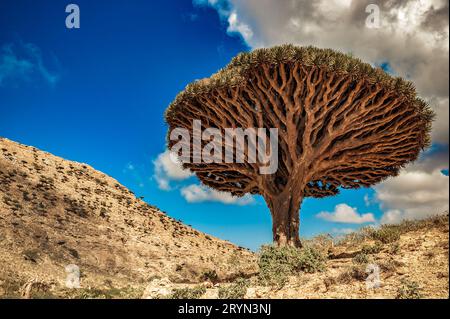 Alberi di drago sull'isola di Socotra, Yemen Foto Stock