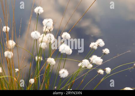 Erba cottongrass della coda di Lepre (Eriophorum vaginatum) con fiori o teste di semi davanti a una superficie d'acqua, la riserva naturale Pietzmoor, la brughiera di Lueneburg Foto Stock