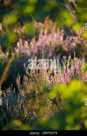 Fioritura scopa erica o erica comune (Calluna vulgaris) sotto la luce soffusa del sole di tarda sera, riserva naturale di Pietzmoor, Lueneburg Heath Foto Stock