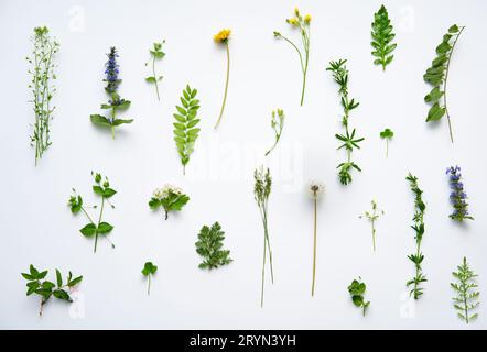 Set botanico di varie foglie, piante e fiori su sfondo bianco Foto Stock