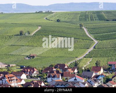 La strada conduce attraverso le vigne nei vigneti, vicino a Volkach am Main, bassa Franconia, Baviera, Germania Foto Stock