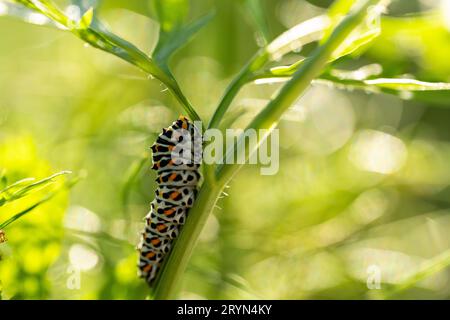 Coda di rondine (Papilio machaon) seduta sul finocchio nel giardino, Canton Berna, Svizzera Foto Stock