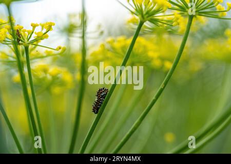 Giovane coda di rondine (Papilio machaon) sul finocchio in giardino, Canton Berna, Svizzera Foto Stock
