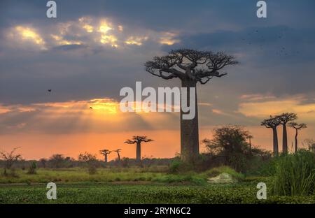 Alba sul viale di baobab, Madagascar Foto Stock