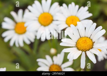 Boccioli di camomilla con gli stessi fiori sfocati sullo sfondo Foto Stock