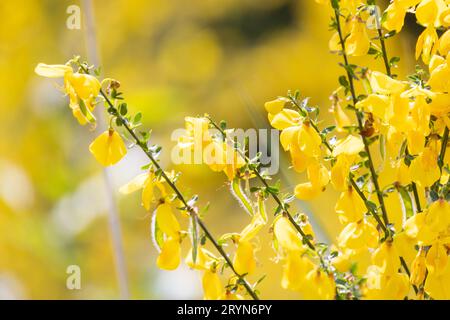 Primo piano fiori gialli di Cytisus scoparius, sin. Sarothamnus scoparius, scopa comune o scopa scozzese. Famiglia Fabaceae, primavera Foto Stock