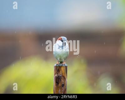 Un uccello del passero bagnato che siede su un palo di recinzione nella pioggia. Foto Stock